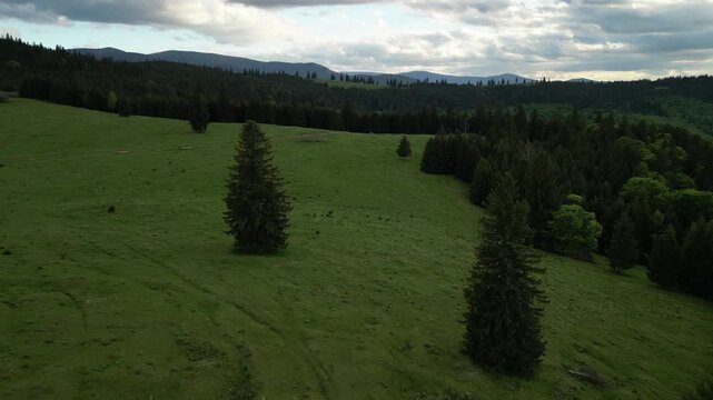 Expansive green meadow unfolds under a vast, cloudy sky, dotted with isolated bushes and bordered by a dense forest line in the distance, evoking a serene natural landscape.