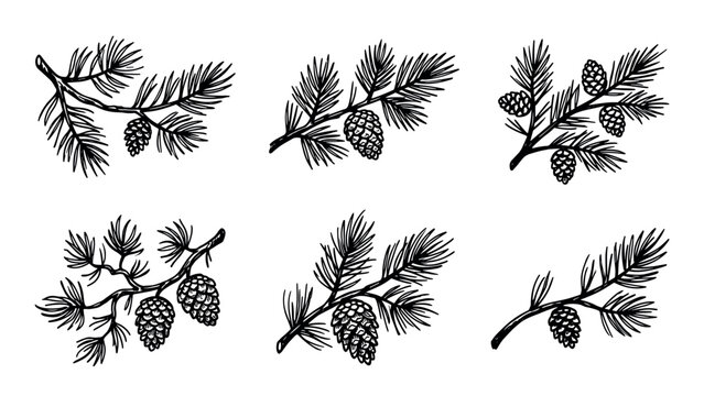 Set of Pine Branches with Cones Hand Drawn Illustration