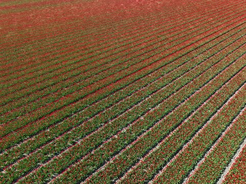 Aerial view of vibrant red tulip fields arranged in long, parallel rows across the landscape in Lisse, South Holland, Netherlands.