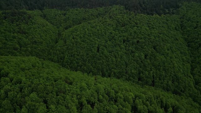 An aerial drone shot reveals a vast expanse of lush green forest, with dense tree canopies stretching towards a distant, misty horizon under a cloudy sky, showcasing the tranquil beauty of nature.