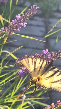 Close-up of a scarce swallowtail butterfly (Iphiclides podalirius) feeding on a lavender flower in a garden on a beautiful sunny summer day
