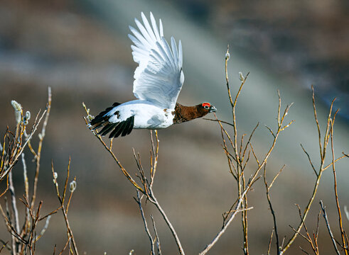 Ptarmigan, Arctic Bird