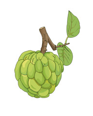 Fototapeta premium green custard apple, fresh fruits