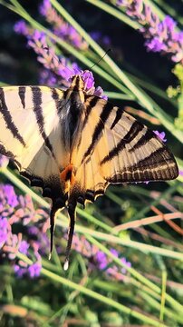 Close-up of a scarce swallowtail butterfly (Iphiclides podalirius) feeding on a lavender flower in a garden on a beautiful sunny summer day