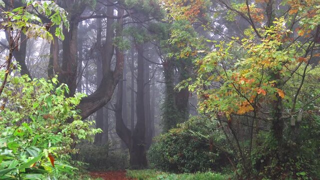 幻想の森と朝霧と紅葉