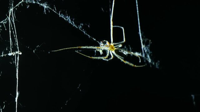 Spider crawls along its web. Close-up. 
Spider in its habitat.