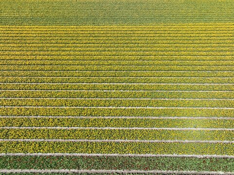 Aerial view of vibrant yellow tulip fields arranged in long, parallel rows, showcasing the geometric patterns of flower cultivation in Lisse, South Holland, Netherlands.