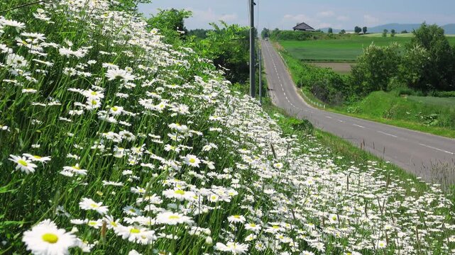 ジェットコースターの路とフランスギク　北海道
