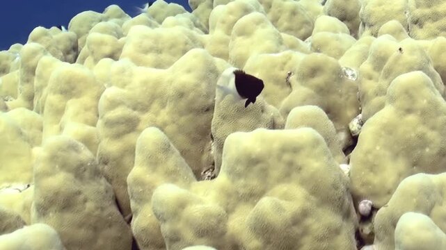Small dark fish with white bands gracefully navigate a vibrant expanse of pale yellow bubble coral.