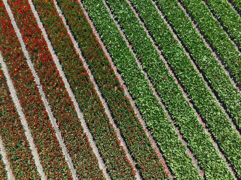 Aerial view of vibrant red and green tulip fields arranged in long parallel rows in the countryside of Lisse, South Holland, Netherlands.