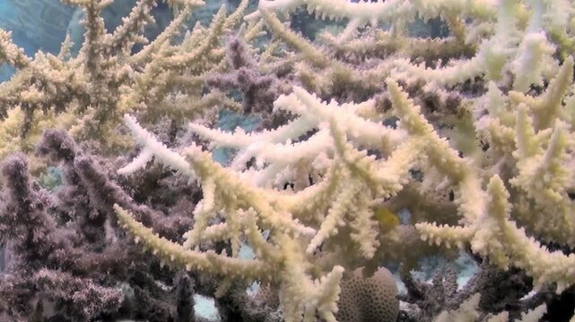Breathtaking underwater world reveals coral formations sparkling with life. Colorful corals sway gently in clear blue waters, inviting exploration of astounding marine ecosystem thriving below surface
