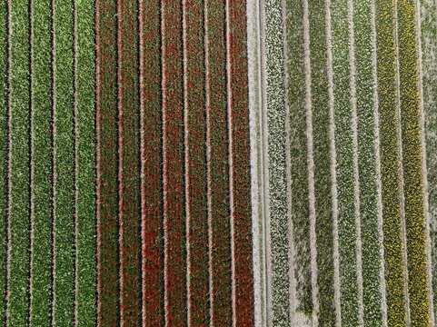 Aerial view of vibrant rows of colorful tulips in full bloom creating geometric patterns across agricultural fields in Lisse, South Holland, Netherlands.