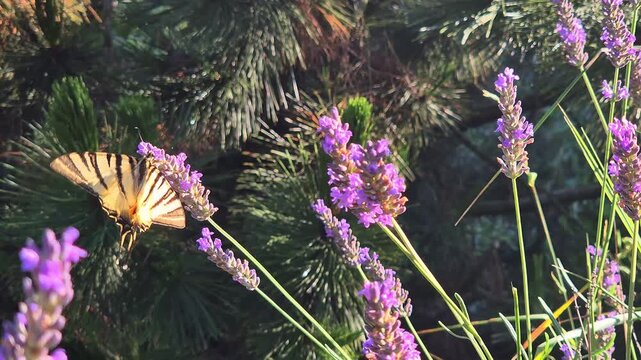 Close-up of a scarce swallowtail butterfly (Iphiclides podalirius) feeding on a lavender flower in a garden on a beautiful sunny summer day