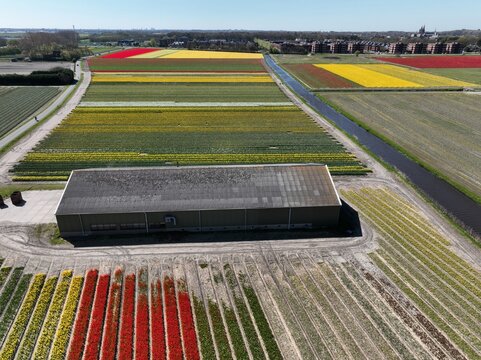 Aerial view of vibrant tulip fields in full bloom with rows of red and yellow flowers, a large agricultural building, and irrigation canals in Lisse, South Holland, Netherlands.