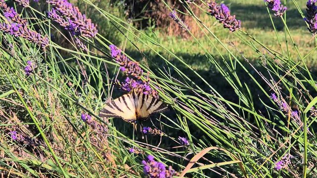 Close-up of a scarce swallowtail butterfly (Iphiclides podalirius) and bumblebee feeding on a lavender flower in a garden on a beautiful sunny summer day