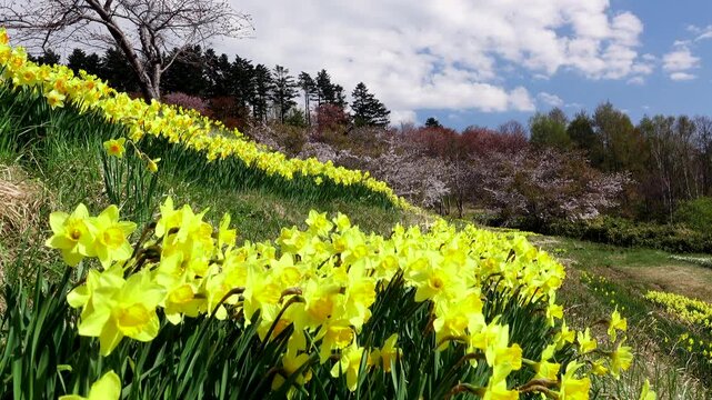 玉川公園のスイセンと桜