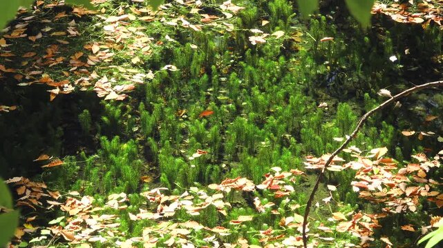 鳥沼公園の水生植物と落ち葉
