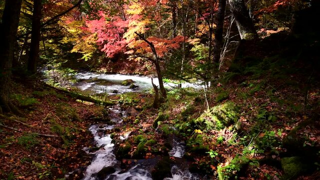 阿寒川の紅葉