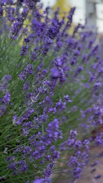 Pergola und Lavendel im sommerlichen Garten | Hochformat - Terrasse mit wei&szlig;er Pergola in bl&uuml;hende Lavendelb&uuml;sche. Mediterrane Gartenatmosph&auml;re im Sommer.