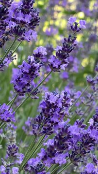 Zeitlupe einer Honigbiene im Flug zwischen bl&uuml;henden Lavendelbl&uuml;ten. Nat&uuml;rliche Best&auml;ubung im sommerlichen Garten.