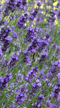 Fliegende Honigbiene zwischen Lavendelbl&uuml;ten | Hochformat