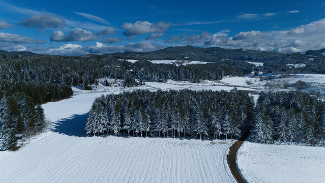 Pini innevati