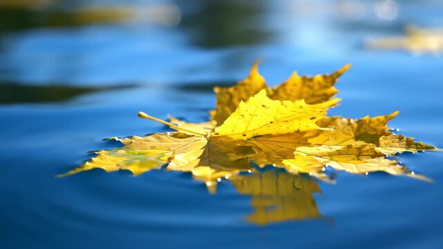 Single yellow maple leaf floating on blue water surface. Autumn foliage drifting gently with ripples and bokeh. Fall season nature background
