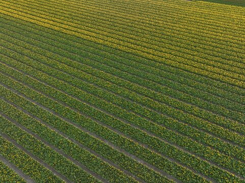 Aerial view of vibrant rows of blooming yellow tulips in the agricultural fields of Lisse, South Holland, Netherlands.
