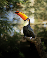 Fototapeta premium Toco toucan bird perching on tree branch