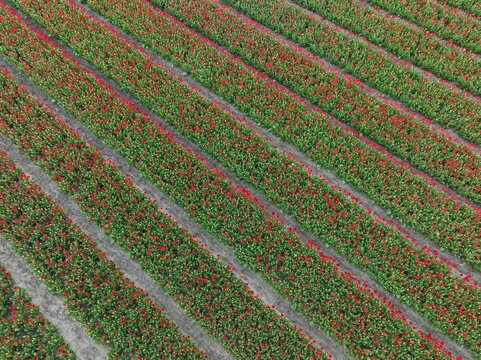 Aerial view of vibrant red tulip fields arranged in long, parallel rows across the landscape in Lisse, South Holland, Netherlands.