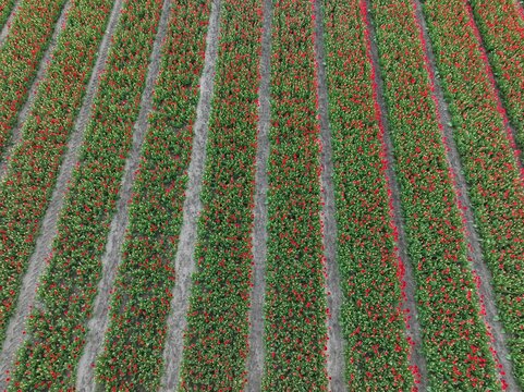 Aerial view of vibrant red tulip fields arranged in long, parallel rows in the countryside of Lisse, South Holland, Netherlands.