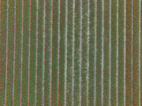 Aerial view of vibrant tulip fields planted in long, parallel rows in the countryside of Lisse, South Holland, Netherlands.