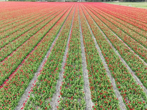 Aerial view of vibrant red tulip fields arranged in long parallel rows during the spring season in Lisse, South Holland, Netherlands.