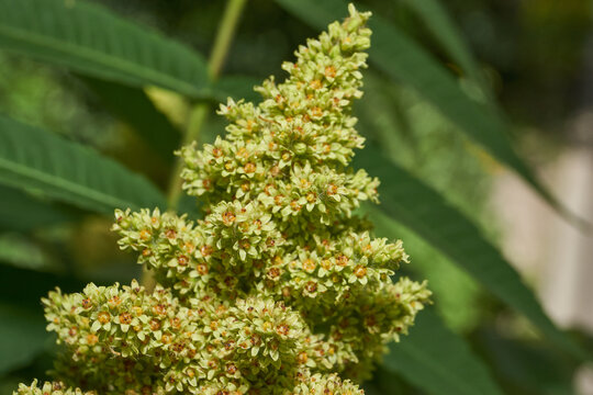 Close-up of the inflorescence of the Staghorn sumac. Staghorn sumac or fluffy sumac or Vinegar tree (lat. Rhus typhina) is a shrub or small tree of the Sumac family (Anacardiaceae).