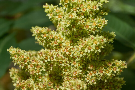 Close-up of the inflorescence of the Staghorn sumac. Staghorn sumac or fluffy sumac or Vinegar tree (lat. Rhus typhina) is a shrub or small tree of the Sumac family (Anacardiaceae).