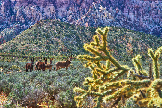 Wild Burros and Desert Vegetation with Rocky Hills in Red Rock Canyon
