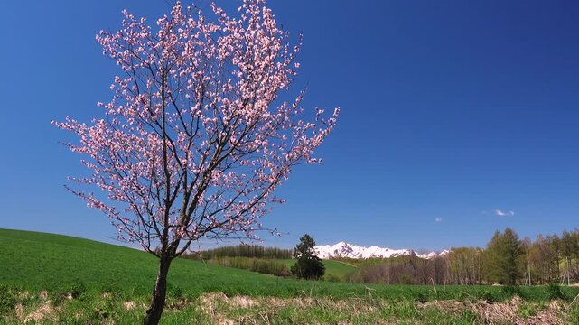 春よ来いの一本の木（中央）と夕張山地と桜