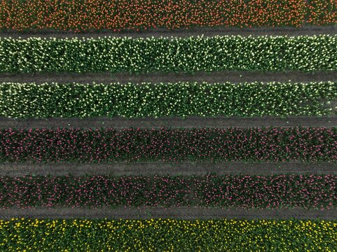 Aerial view of vibrant rows of colorful tulips in full bloom across agricultural fields in Lisse, South Holland, Netherlands.
