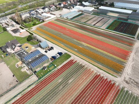 Aerial view of colorful tulip fields arranged in long rows next to greenhouses and farm buildings in Lisse, South Holland, Netherlands.