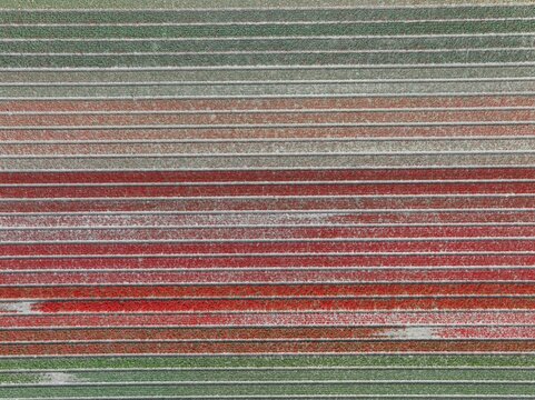 Aerial view of vibrant rows of blooming tulips in colorful stripes across the agricultural fields in Lisse, South Holland, Netherlands.