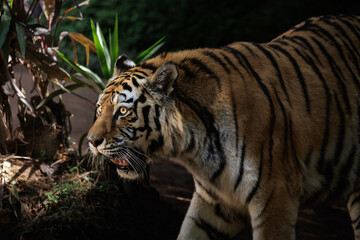 Obraz premium Tiger (Panthera tigris) moving through shadows while illuminated by natural sunlight.