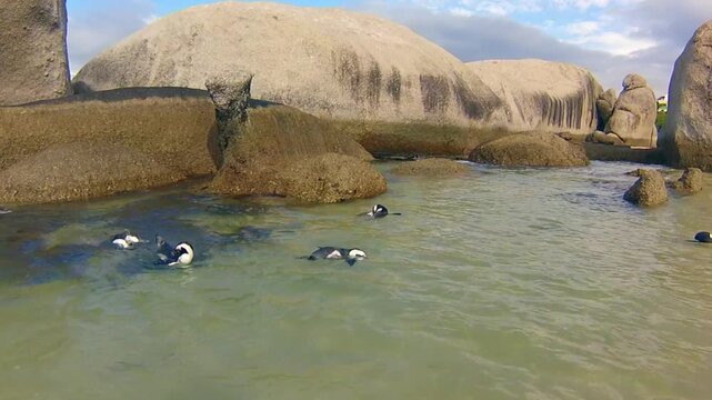 Boulder Beach African Penguins swimming in turquoise waters near Simon's Town in South Africa.