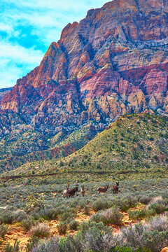 Wild Burros and Desert Landscape at Red Rock Canyon Nevada with Majestic Cliffs