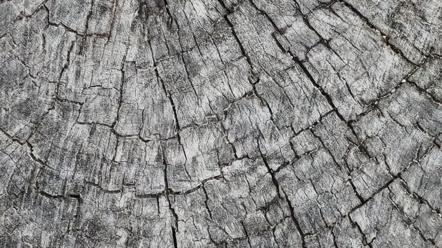 Close-up texture of a cracked tree stump