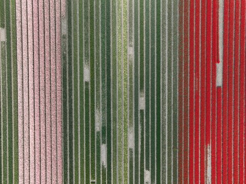 Aerial view of vibrant rows of blooming tulips in pink and red colors arranged in parallel lines across the agricultural fields in Lisse, South Holland, Netherlands.