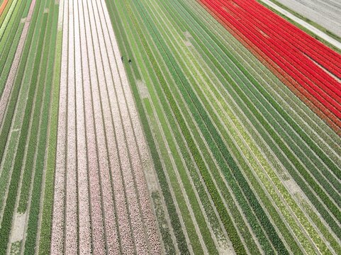 Aerial view of vibrant rows of blooming tulips in various colors stretching across the fields with two people walking through the rows in Lisse, South Holland, Netherlands.