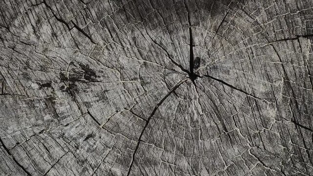 Close-up texture of a cracked tree stump