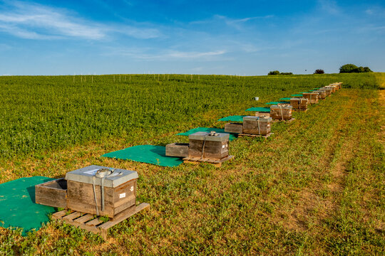 Bienenk&auml;sten am Ackerrand
