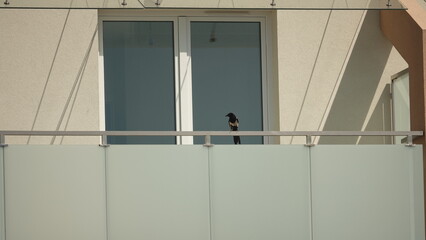 Zdjęcie przedstawia nowoczesny balkon ze szklaną balustradą, na którego metalowej poręczy usiadł mały ptak na tle okna i jasnej elewacji bloku. © tomo81