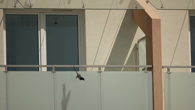 Zdjęcie przedstawia nowoczesny balkon ze szklaną balustradą i metalową poręczą, obok kt&oacute;rego przelatuje mały ptak, rzucając cień na elewację budynku.